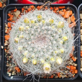 Preview: Mammillaria hahniana v. albiflora